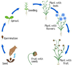 家里阳光不足怎么养花，选对植物种类，掌握养护技巧