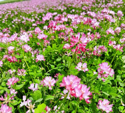 家里阳光不足怎么养花，选对植物种类，掌握养护技巧