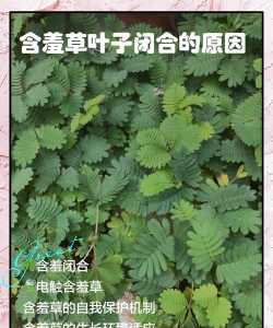家里阳光不足怎么养花，选对植物种类，掌握养护技巧