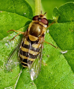 家里阳光不足怎么养花，选对植物种类，掌握养护技巧