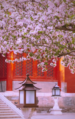 家里阳光不足怎么养花，选对植物种类，掌握养护技巧