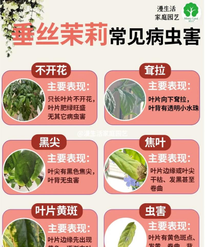 家里阳光不足怎么养花，选对植物种类，掌握养护技巧