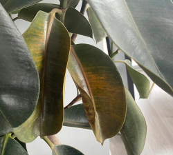 家里阳光不足怎么养花，选对植物种类，掌握养护技巧