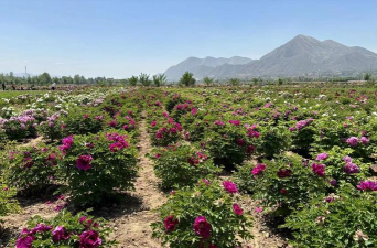 家里阳光不足怎么养花，选对植物种类，掌握养护技巧