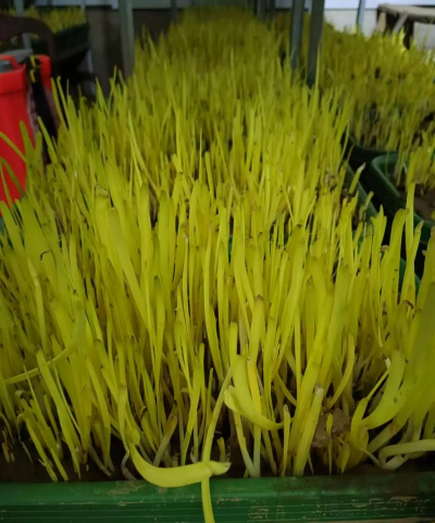 家里阳光不足怎么养花，选对植物种类，掌握养护技巧