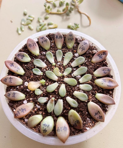 家里阳光不足怎么养花，选对植物种类，掌握养护技巧