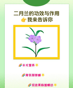 家里阳光不足怎么养花，选对植物种类，掌握养护技巧