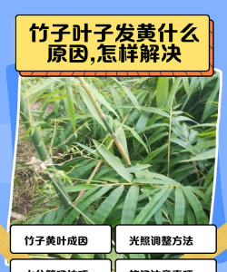 家里阳光不足怎么养花，选对植物种类，掌握养护技巧