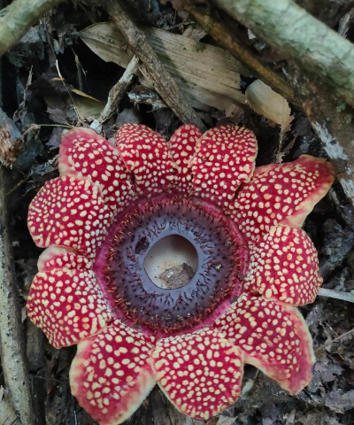 家里阳光不足怎么养花，选对植物种类，掌握养护技巧