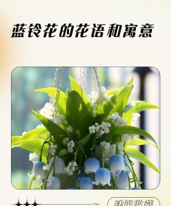 家里阳光不足怎么养花，选对植物种类，掌握养护技巧