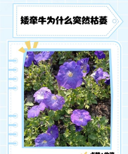 家里阳光不足怎么养花，选对植物种类，掌握养护技巧