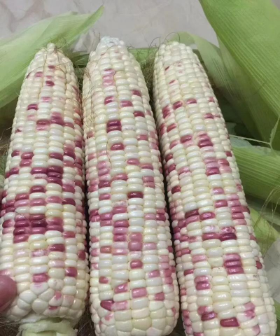 家里阳光不足怎么养花，选对植物种类，掌握养护技巧