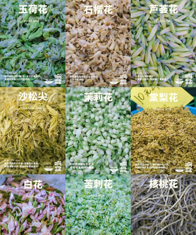 家里阳光不足怎么养花，选对植物种类，掌握养护技巧