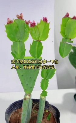 家里阳光不足怎么养花，选对植物种类，掌握养护技巧