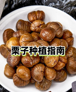 家里阳光不足怎么养花，选对植物种类，掌握养护技巧