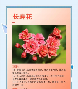 家里阳光不足怎么养花，选对植物种类，掌握养护技巧