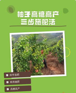 家里阳光不足怎么养花，选对植物种类，掌握养护技巧