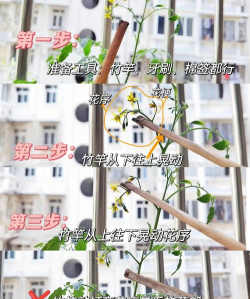 家里阳光不足怎么养花，选对植物种类，掌握养护技巧