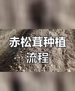 家里阳光不足怎么养花，选对植物种类，掌握养护技巧