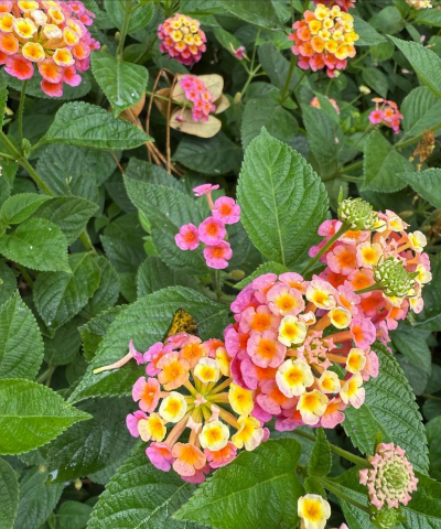 家里阳光不足怎么养花，选对植物种类，掌握养护技巧