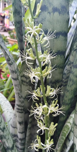 家里阳光不足怎么养花，选对植物种类，掌握养护技巧