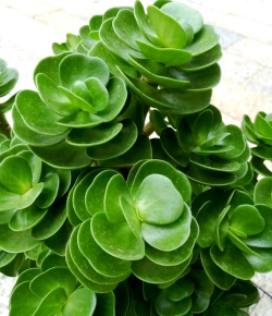 家里阳光不足怎么养花，选对植物种类，掌握养护技巧