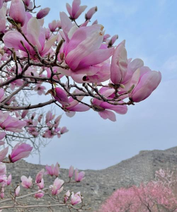 家里阳光不足怎么养花，选对植物种类，掌握养护技巧