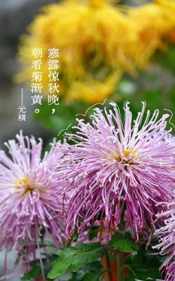 家里阳光不足怎么养花，选对植物种类，掌握养护技巧