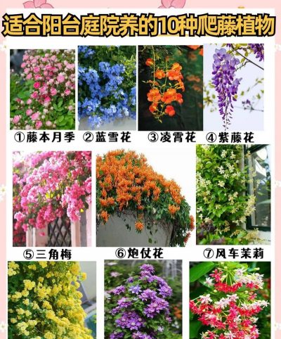 家里阳光不足怎么养花，选对植物种类，掌握养护技巧