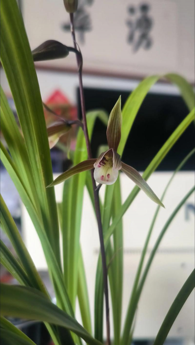 家里阳光不足怎么养花，选对植物种类，掌握养护技巧