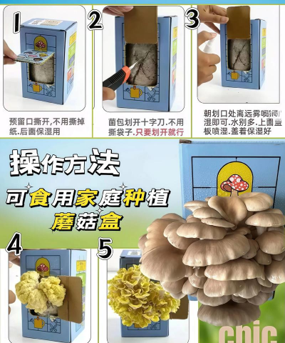 家里阳光不足怎么养花，选对植物种类，掌握养护技巧