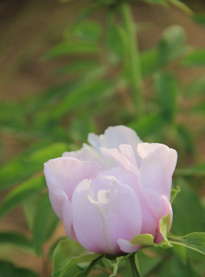 家里阳光不足怎么养花，选对植物种类，掌握养护技巧