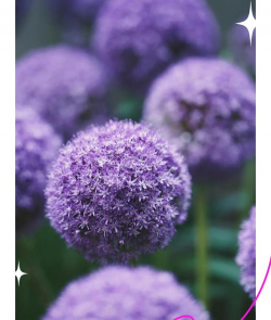 家里阳光不足怎么养花，选对植物种类，掌握养护技巧