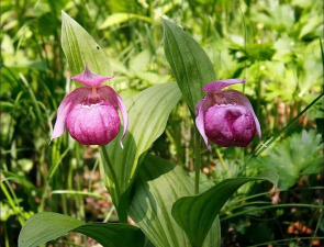 家里阳光不足怎么养花，选对植物种类，掌握养护技巧