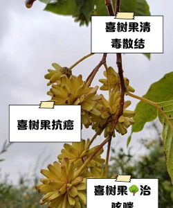 家里阳光不足怎么养花，选对植物种类，掌握养护技巧