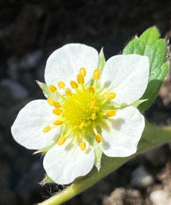 家里阳光不足怎么养花，选对植物种类，掌握养护技巧