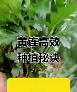 家里阳光不足怎么养花，选对植物种类，掌握养护技巧