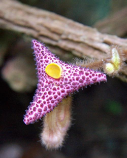 家里阳光不足怎么养花，选对植物种类，掌握养护技巧