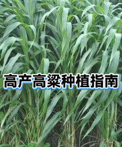 家里阳光不足怎么养花，选对植物种类，掌握养护技巧