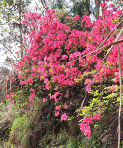 家里阳光不足怎么养花，选对植物种类，掌握养护技巧