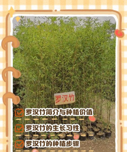 家里阳光不足怎么养花，选对植物种类，掌握养护技巧