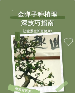 家里阳光不足怎么养花，选对植物种类，掌握养护技巧