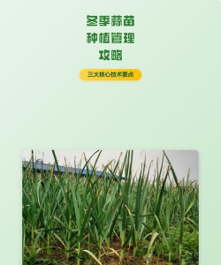 家里阳光不足怎么养花，选对植物种类，掌握养护技巧