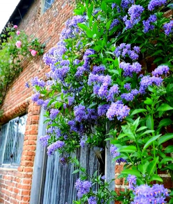 家里阳光不足怎么养花，选对植物种类，掌握养护技巧