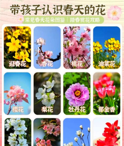 家里阳光不足怎么养花，选对植物种类，掌握养护技巧