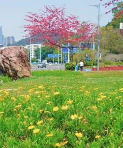 家里阳光不足怎么养花，选对植物种类，掌握养护技巧