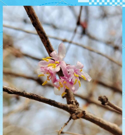 家里阳光不足怎么养花，选对植物种类，掌握养护技巧