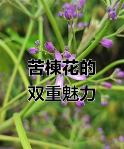 家里阳光不足怎么养花，选对植物种类，掌握养护技巧