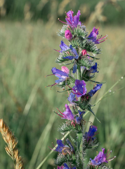 家里阳光不足怎么养花，选对植物种类，掌握养护技巧