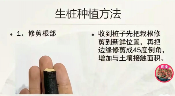 家里阳光不足怎么养花，选对植物种类，掌握养护技巧